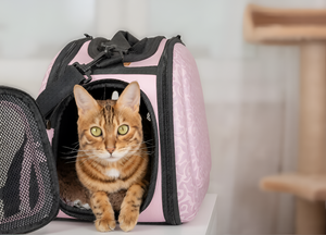 Safe Pet Carriers for Easy Travel