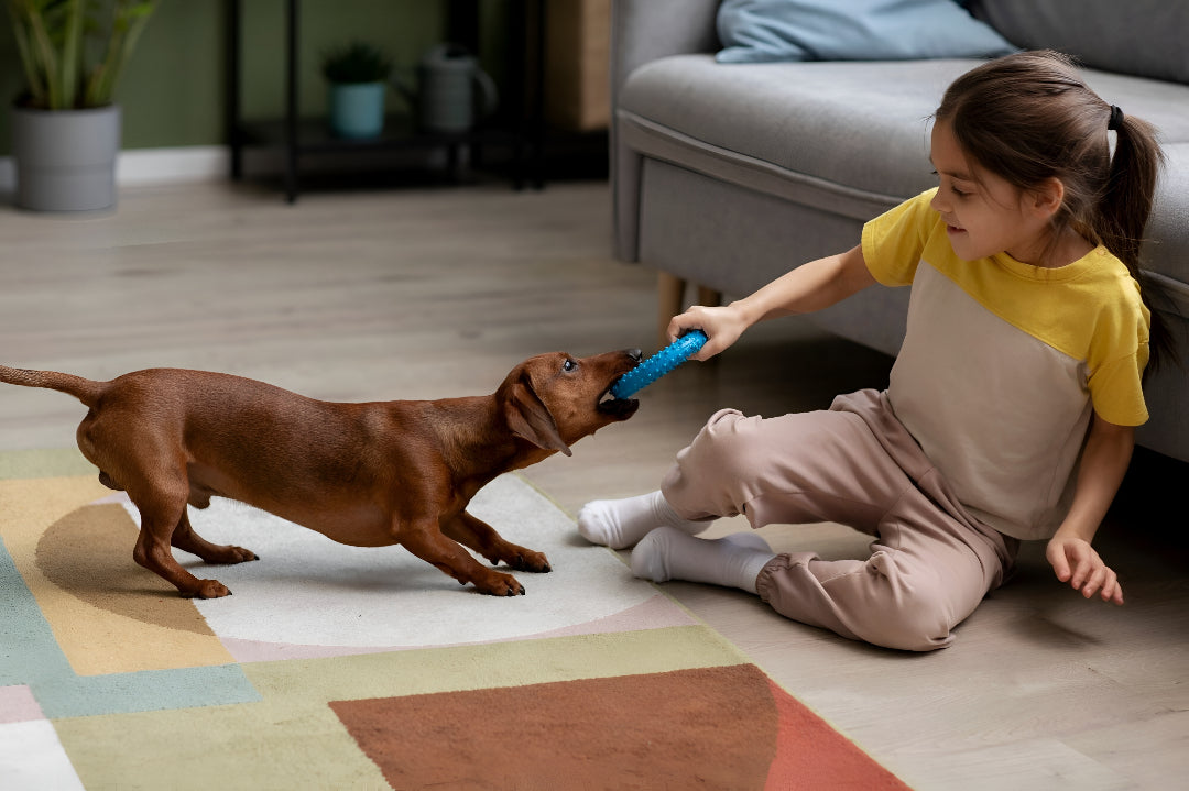 Fun Toys That Keep Pets Active