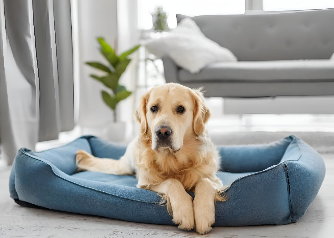 Choosing Perfect Bed for Happy Pets