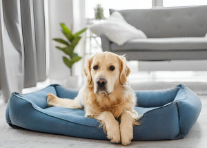 Choosing Perfect Bed for Happy Pets